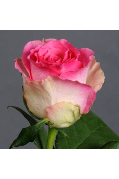 Троянда кремово-рожева Малібу 